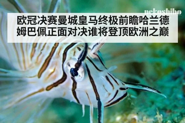 欧冠决赛曼城皇马终极前瞻哈兰德姆巴佩正面对决谁将登顶欧洲之巅